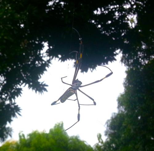 Réf. 238 586 : Trichonephila clavipes